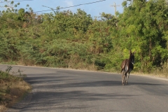 Antigua_10apr2018_strada_0278c_rid