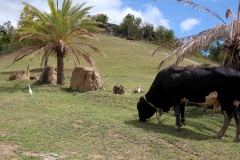 Antigua_7apr2018_Hawksbill_bovino_9925c_rid