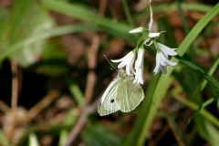 Farfalle_23mar2021_FotoSusanna_5590-c-rid