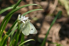 Farfalle_23mar2021_FotoSusanna_5600-c-rid