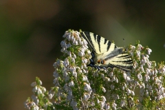 Farfalle_23mar2021_FotoSusanna_5662-c-rid