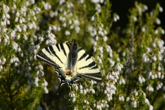 Farfalle_23mar2021_FotoSusanna_5670-c-rid