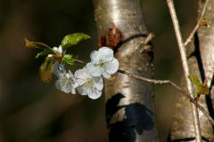 Farfalle_23mar2021_FotoSusanna_5729-c-rid