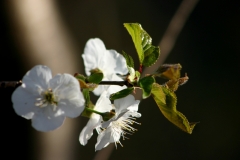 Farfalle_23mar2021_FotoSusanna_5746-c-rid