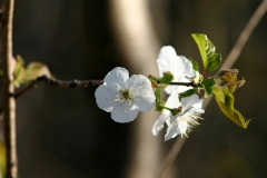 Farfalle_23mar2021_FotoSusanna_5747-c-rid