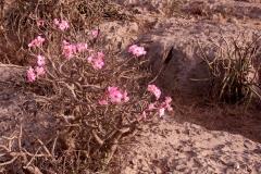 10mar2019_Oman_verso-Jabal-Sahman_9594