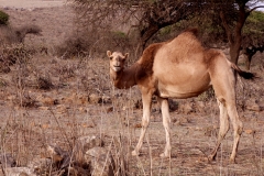 10mar2019_Oman_verso-Jabal-Sahman_9601