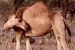 10mar2019_Oman_verso-Jabal-Sahman_9605