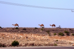 10mar2019_Oman_verso-Jabal-Sahman_9614