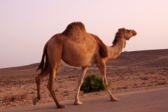 10mar2019_Oman_verso-Jabal-Sahman_9635