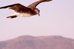 13mar2019_Oman_Fanar_gabbiani_0066