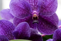 Orchidee_12feb2021_8930c-rid