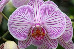 Orchidee_12feb2021_8933c2-rid