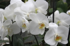 Orchidee_12feb2021_8934c-rid