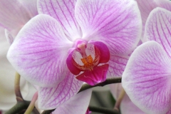 Orchidee_12feb2021_8935c2-rid