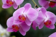 Orchidee_12feb2021_8939_1c-rid