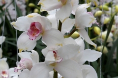 Orchidee_12feb2021_8951_1c-rid