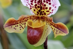 Orchidee_12feb2021_8965c-rid
