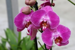 Orchidee_12feb2021_8980_1c-rid