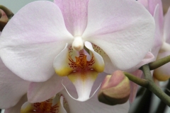 Orchidee_12feb2021_8985_1c-rid