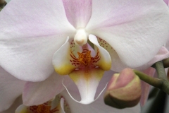 Orchidee_12feb2021_8985_1c2-rid
