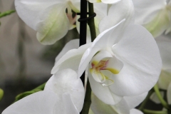 Orchidee_12feb2021_8987c-rid