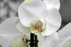 Orchidee_12feb2021_8987c2-rid