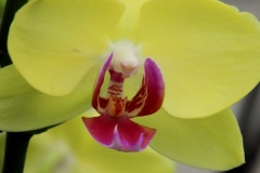 Orchidee_12feb2021_8997_1c2-rid