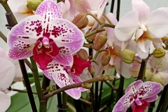 Orchidee_12feb2021_Sm_121640c-rid