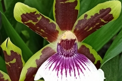 Orchidee_12feb2021_Sm_121857c-part-rid