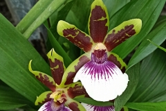 Orchidee_12feb2021_Sm_121857c-rid