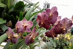 Orchidee_12feb2021_Sm_122130c-rid