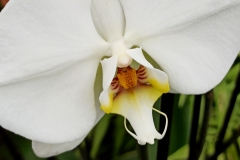 Orchidee_12feb2021_Sm_122230c2-rid