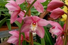 Orchidee_12feb2021_Sm_122310c-rid