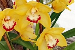 Orchidee_12feb2021_Sm_122625c3-rid