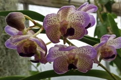 Orchidee_12feb2021_Sm_122812c-rid