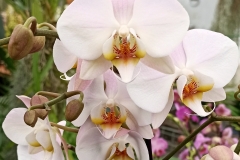 Orchidee_12feb2021_Sm_122915c2-rid
