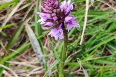 PianiPraglia_26mag2021_FotoSusanna_140625c-OrchideaSelvatica-1200-rid