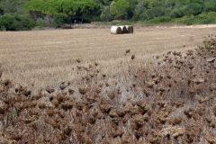 Sardegna_16set2019_4744c_Seu-rid