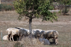 Sardegna_17set2019_4822c_gregge-rid