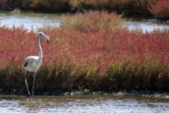 Sardegna_24set2019_5627c_SenaArrubia_fenicotteri-rid