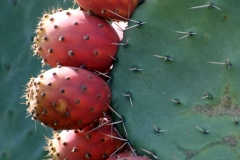 Sardegna_23set2019_5560c2_Bonarcado_cactus-rid