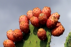 Sardegna_23set2019_5561c2_Bonarcado_cactus-rid