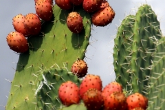 Sardegna_23set2019_5561c_Bonarcado_cactus-rid