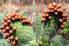 Sardegna_23set2019_5565c_Bonarcado_cactus-rid