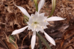 Sardegna_11set2019_4401c_MariErmi_fiore-rid