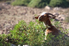 Sardegna_18set2019_4966c_Giara_capretta-rid