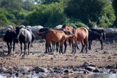 Sardegna_18set2019_4967c_Giara_cavalli-rid