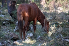 Sardegna_18set2019_4995c_Giara_cavalli-rid