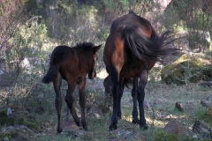 Sardegna_18set2019_4996c_Giara_cavalli-rid